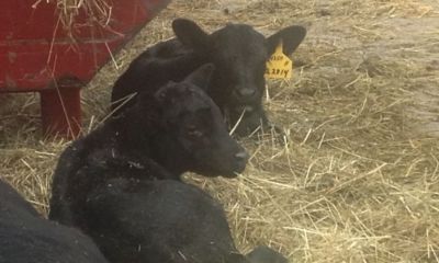 Farm