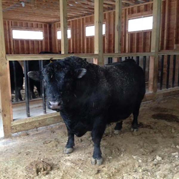 Our Herd Sires